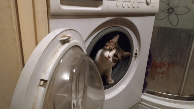 Мой котяра!