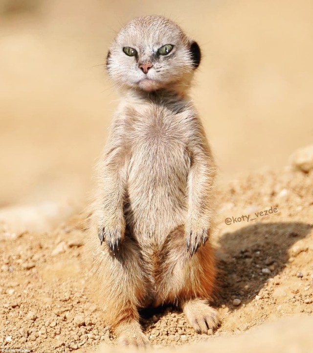 Коты везде