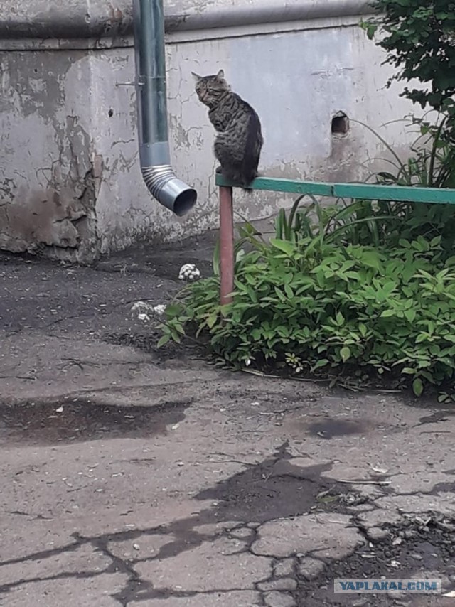 Эти забавные животные