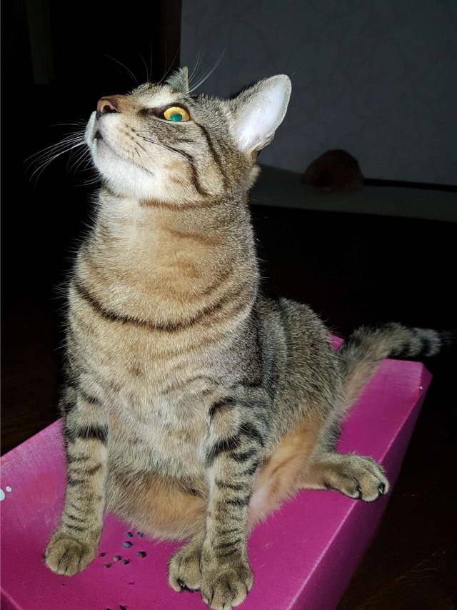 Котовторник 20.10.20