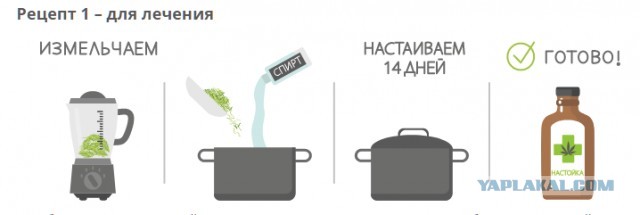 Ученые обнаружили способные подавлять COVID-19 растительные продукты