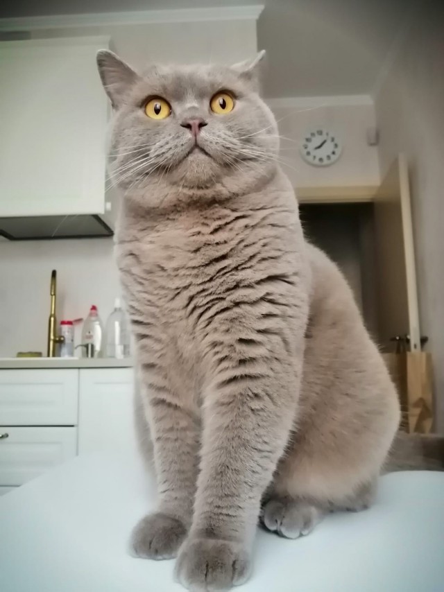 Котовторник (свои добавляем)
