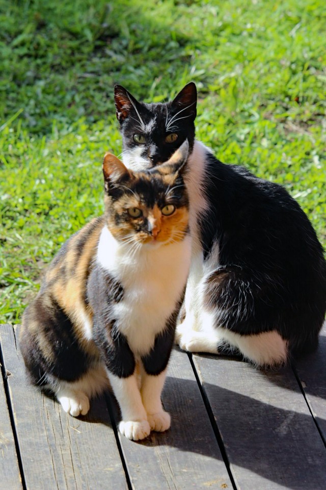 Котовторник 05.10.21 г