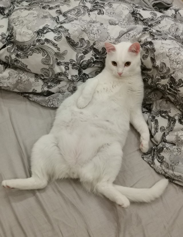 Котовторник ведь начался!