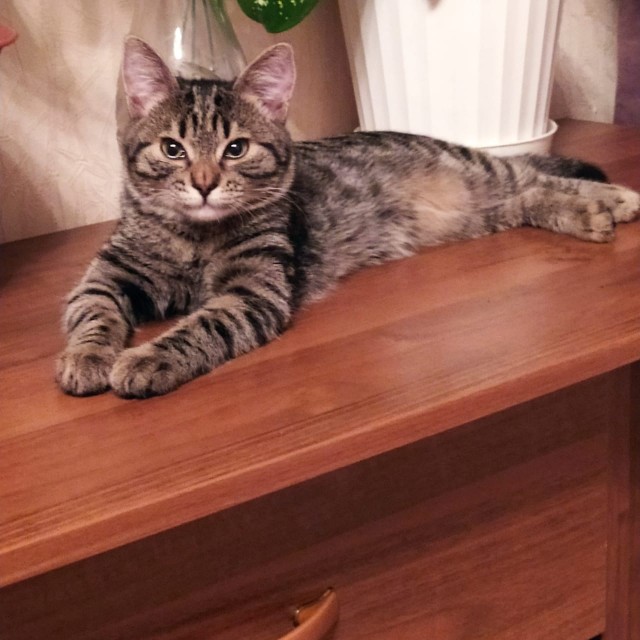 Котовторнику быть