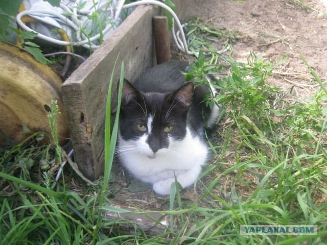 Жизнь домашнего приюта для котеек 405
