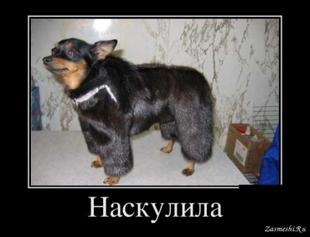За кого выйдет замуж небедная, образованная и успешная девушка с приданым? Зеркальный ответ любителям повышенной планки