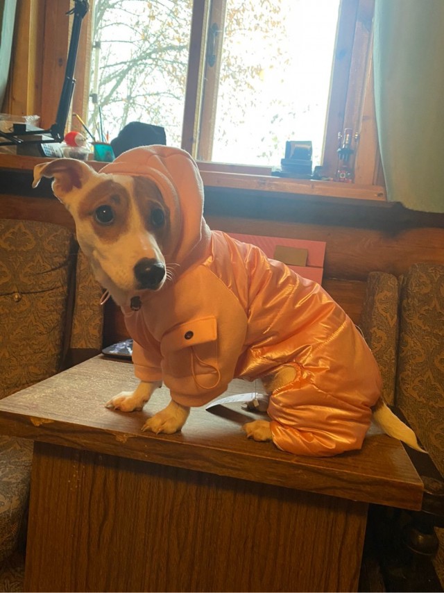 Мой собакочетверг