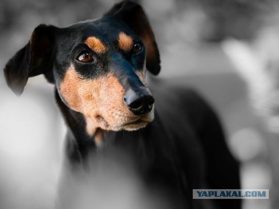 Суд обязал пенсионерку выплатить компенсацию автовладельцу, сбившему беспризорную собаку