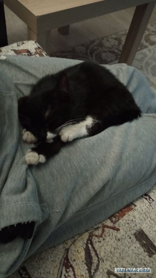 Котейку забрали из приюта