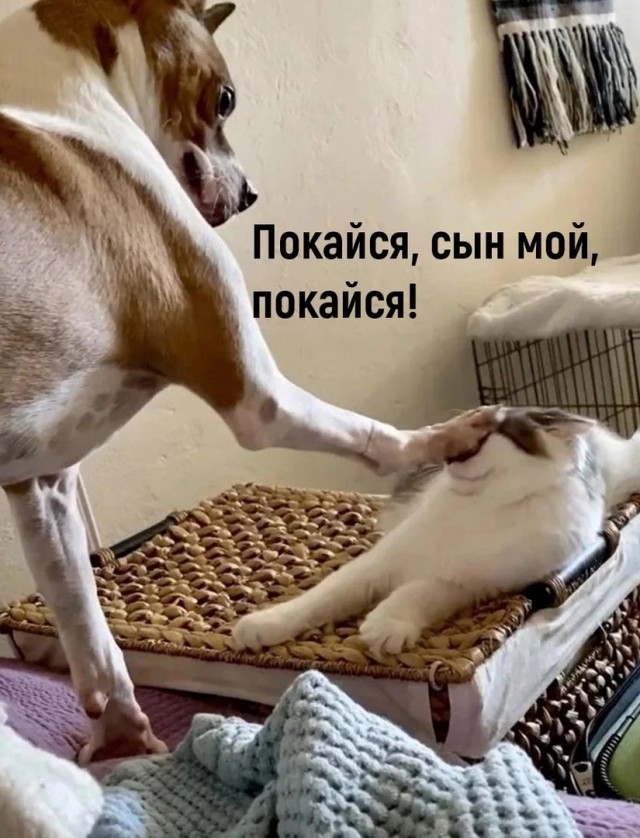 Фарш из баянов