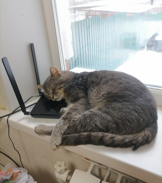 Котовторнику посвящается