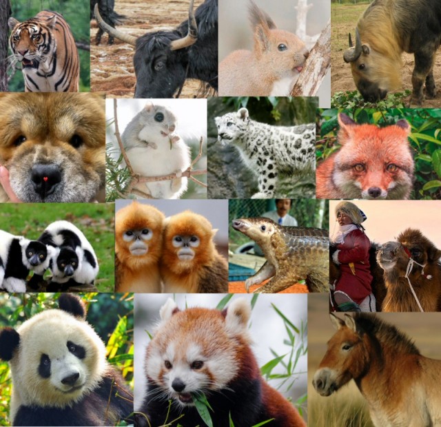 Почему у азиатов глаза узкие, а у животных из этого же региона нет?