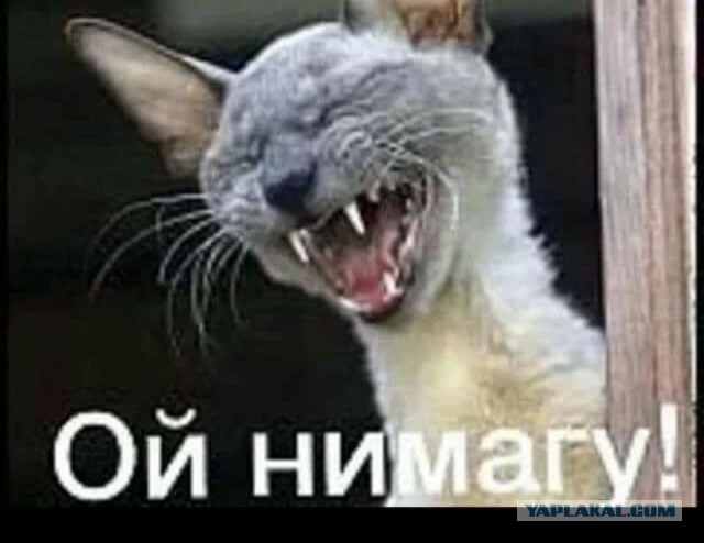 Кот рассказал страшную историю