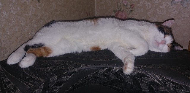 Год назад мы стали рабами (котовторник)