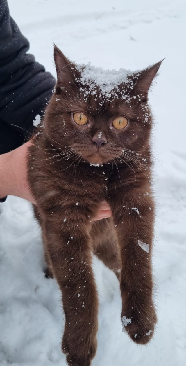 Доброго всем и котиков