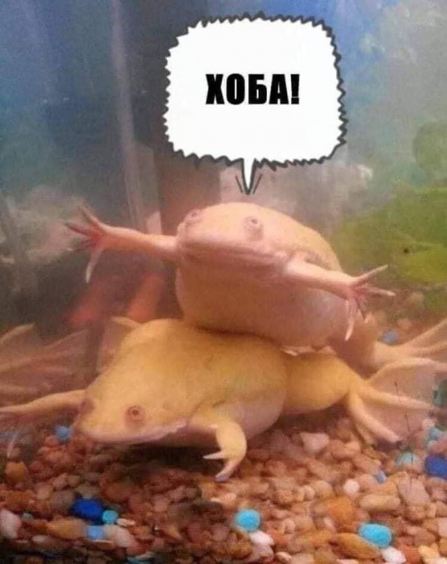 Вот это хоба, всем хобам хоба!
