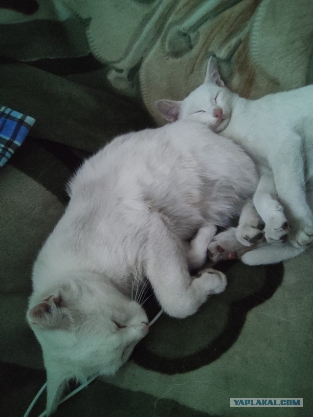 Котовторник 09.04.24