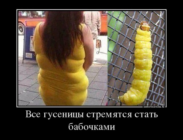 Метаморфоз насекомых