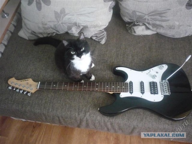 Котовторник 21.05.2013