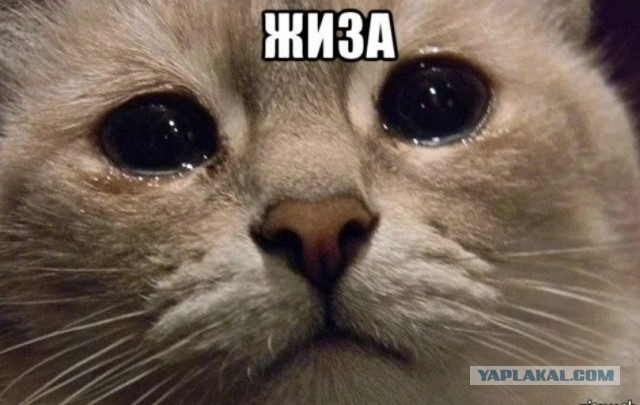 На ваш выбор