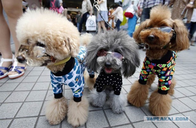 Породы собак для семьи