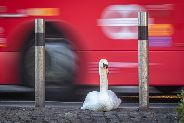 На фотоконкурсе British Wildlife Photography Awards выбрали 18 лучших кадров дикой природы