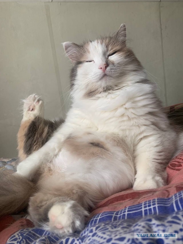 очередной котовторник