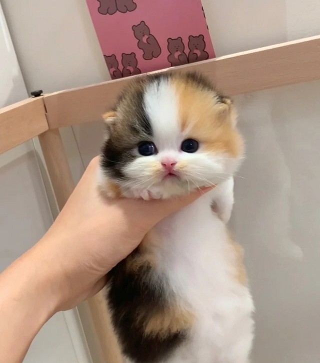 Идеальный окрас.