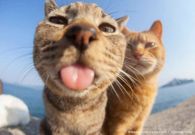 С котовторником!