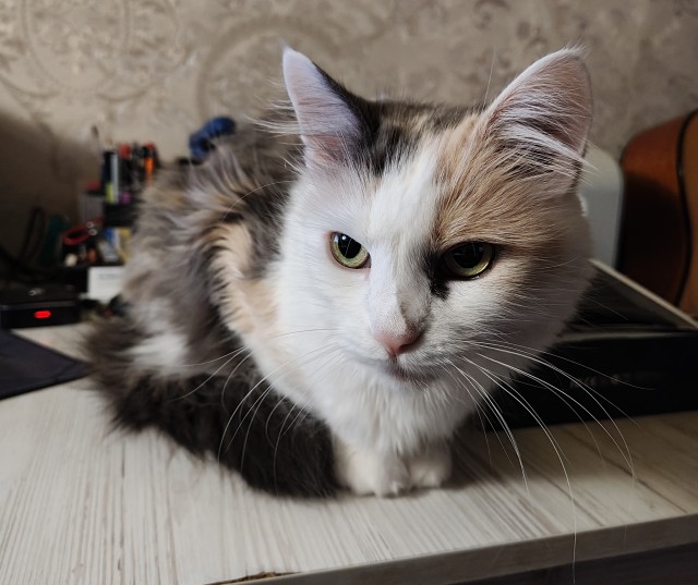 Чернокотовторник