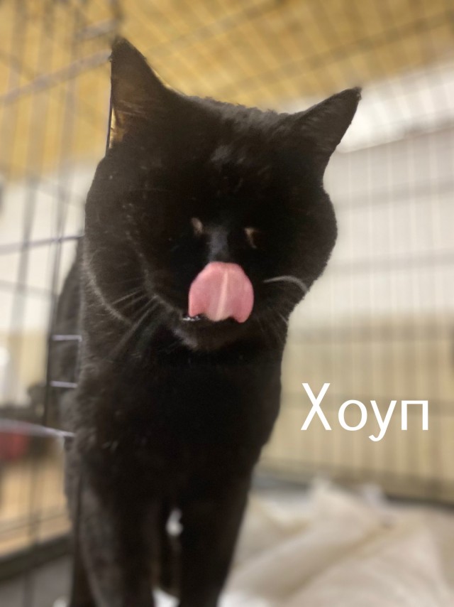 Жизнь домашнего приюта "Котоленд" 514
