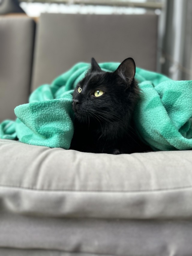 Котик с помойки