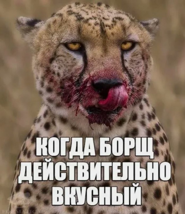 Корги и свекла