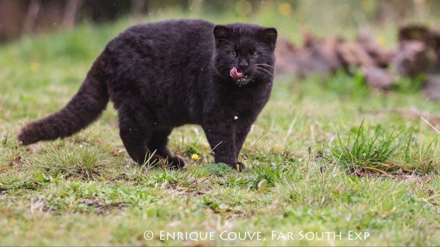 Чилийский дикий кот