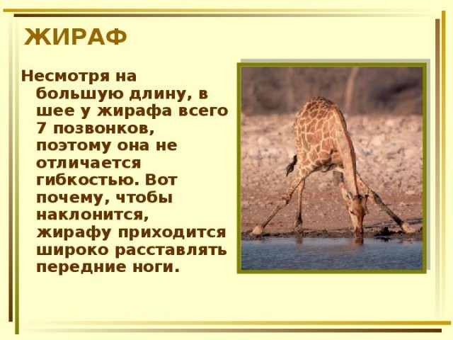 Жираф: Шея нужна не для верхушек деревьев. Правда куда более жесткая