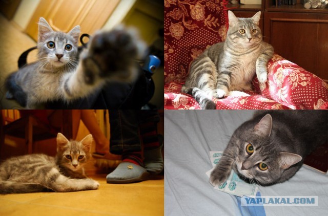 Коты и время