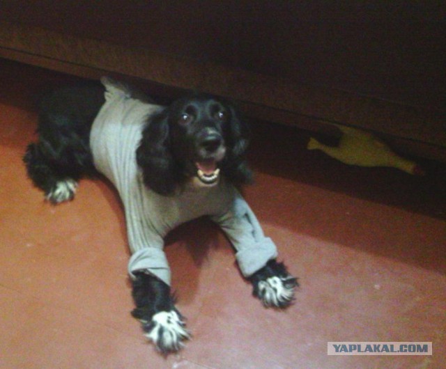 Собакочетверг на 02.01.2014