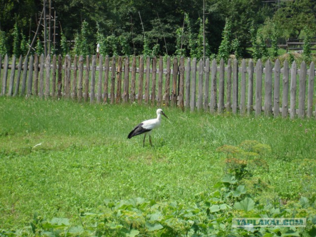 Горганы