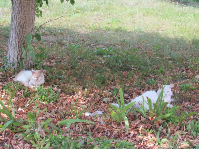 Котовторник