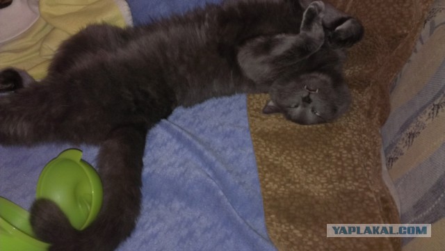 Котовторник 17.11.2015