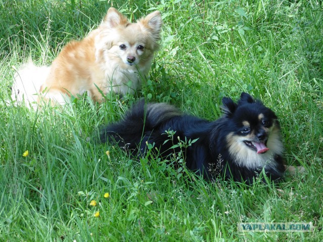 Собакочетверг же, ау!