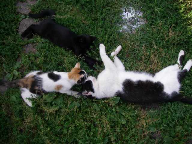 Котовторник 22.12.2015