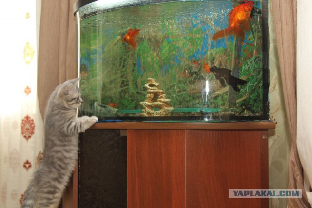 Котооо-о-о-вторник