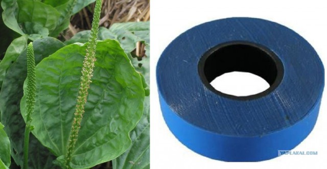 Очередной кандидат на премию Дарвина