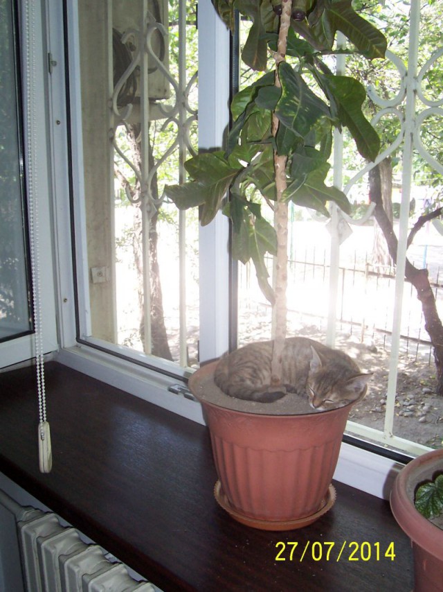 Котовторник 22.03.2016