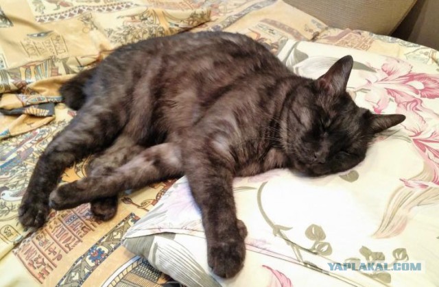 18 вещей, c которыми вы столкнетесь, когда заведете кошку