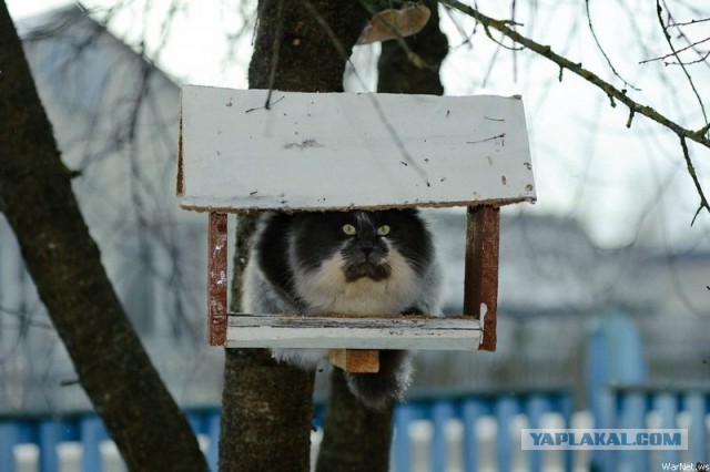 Чё смотришь? Воробей я! Мясо давай!