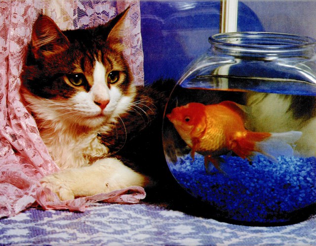 Коты из сети