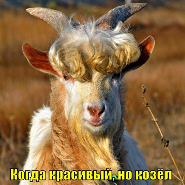 Саркастическая подборка
